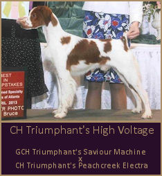 CH Triumphant's High Voltage